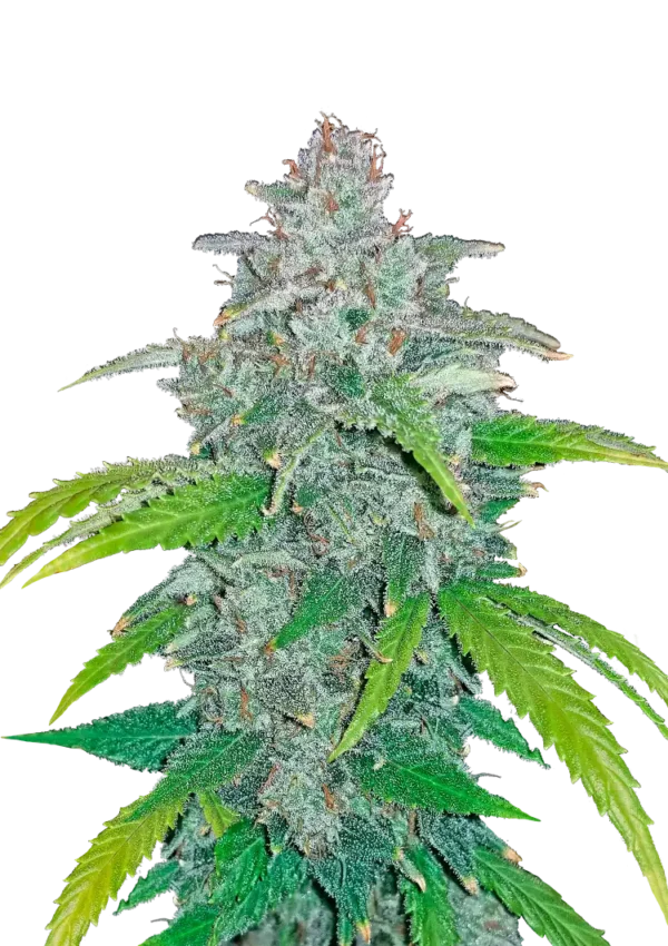 Blue Dream Auto™ cannabis by Fast Buds—tall, frosty colas with green and purple hues, bright orange pistils, and a sweet tropical berry aroma.