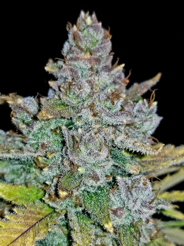 Blue Dream Auto - Image 3