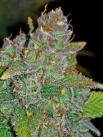 Blue Dream Auto - Image 4