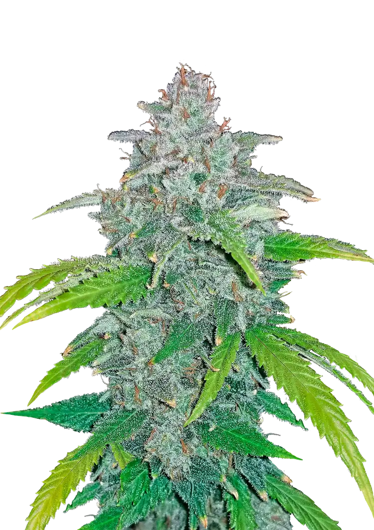 Blue Dream Auto™ cannabis by Fast Buds—tall, frosty colas with green and purple hues, bright orange pistils, and a sweet tropical berry aroma.