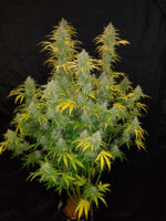 Blue Dream Auto - Image 6