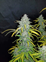 Blue Dream Auto - Image 7