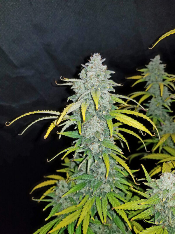 Blue Dream Auto - Image 7