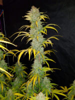 Blue Dream Auto - Image 8