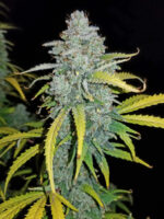 Blue Dream Auto - Image 9