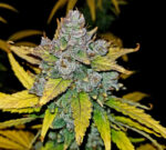 Blue Dream Auto - Image 10