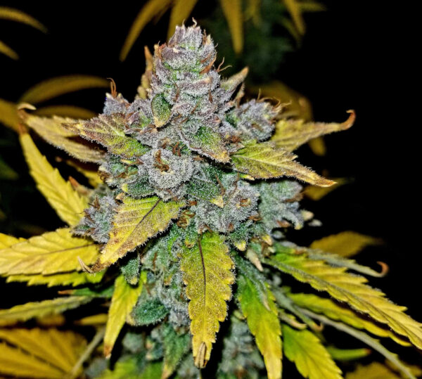 Blue Dream Auto - Image 10