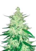 CBD Auto 1:1™ (CBD Crack) cannabis plant by Fast Buds—medium to tall bushy plant with dense, frosty colas, bright pistils, exuding mango-citrus, spicy floral, and earthy aromas.