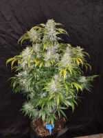 CBD Auto 1:1 (CBD Crack) - Image 4