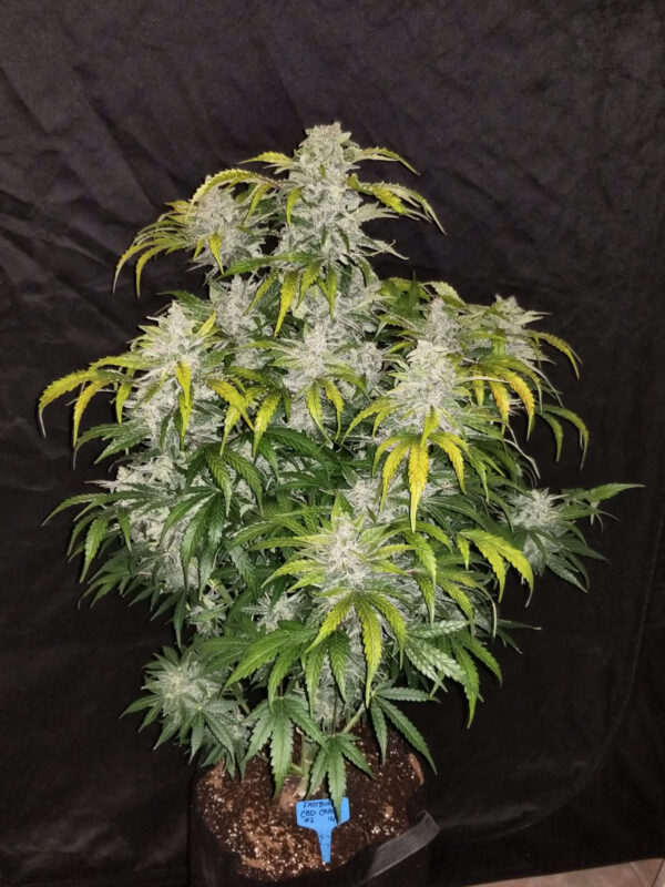 CBD Auto 1:1 (CBD Crack) - Image 4