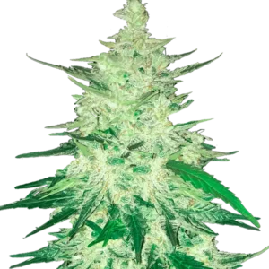 CBD Auto 1:1™ (CBD Crack) cannabis plant by Fast Buds—medium to tall bushy plant with dense, frosty colas, bright pistils, exuding mango-citrus, spicy floral, and earthy aromas.
