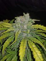 CBD Auto 1:1 (CBD Crack) - Image 5