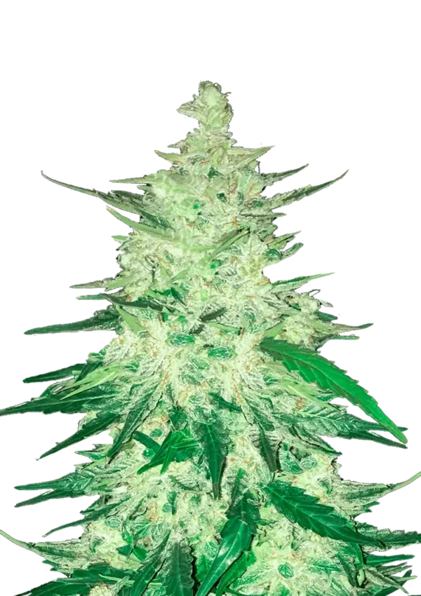 CBD Auto 1:1™ (CBD Crack) cannabis plant by Fast Buds—medium to tall bushy plant with dense, frosty colas, bright pistils, exuding mango-citrus, spicy floral, and earthy aromas.