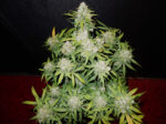 CBD Auto 1:1 (CBD Crack) - Image 6