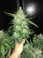 CBD Auto 1:1 (CBD Crack) - Image 7