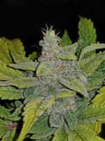 CBD Auto 1:1 (CBD Crack) - Image 8