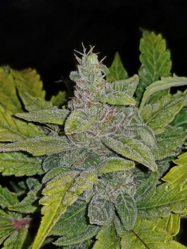CBD Auto 1:1 (CBD Crack) - Image 8