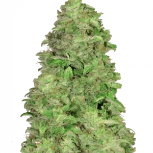 CBD Auto 20:1™ cannabis plant by Fast Buds—medium-height with compact, resinous colas and lush green leaves, emitting mild honey-citrus-fruit aromas.