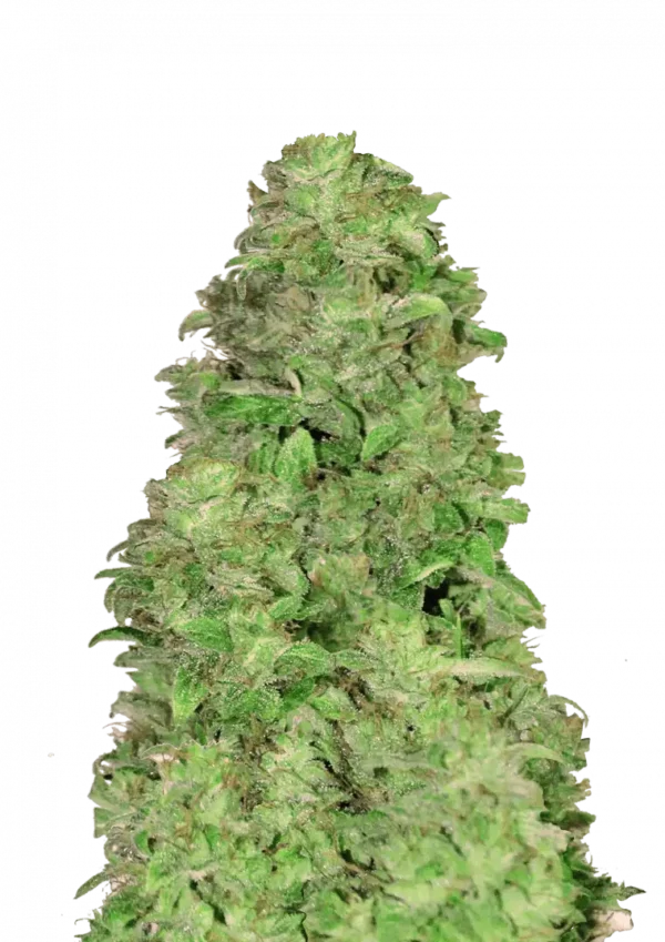 CBD Auto 20:1™ cannabis plant by Fast Buds—medium-height with compact, resinous colas and lush green leaves, emitting mild honey-citrus-fruit aromas.