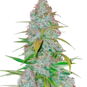 Californian Snow Auto™ cannabis plant by Fast Buds—tall, with large frosty colas dusted in white trichomes and bright pistils, giving off crisp apple and citrus aromas.
