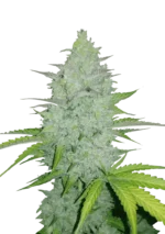 Cheese Auto