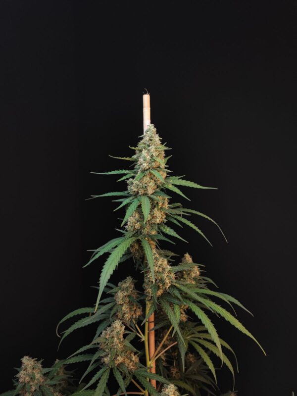 Cheese Auto - Image 3