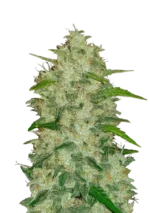 Chemdawg Auto™ cannabis plant by Fast Buds—compact and resin-rich with dense colas, glowing orange pistils, and a strong diesel-fuel and peppery aroma.