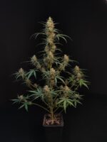 Chemdawg Auto - Image 2