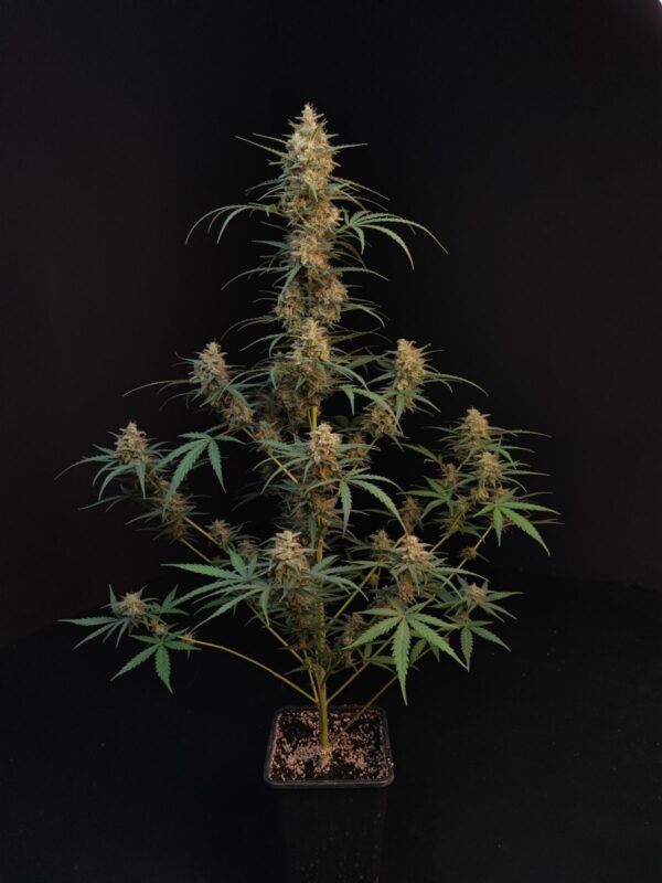 Chemdawg Auto - Image 2