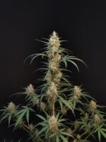 Chemdawg Auto - Image 3