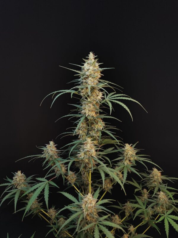 Chemdawg Auto - Image 3