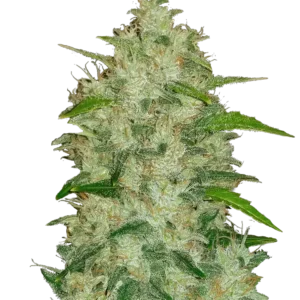 Chemdawg Auto™ cannabis plant by Fast Buds—compact and resin-rich with dense colas, glowing orange pistils, and a strong diesel-fuel and peppery aroma.