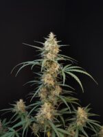 Chemdawg Auto - Image 4