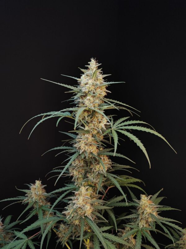 Chemdawg Auto - Image 4