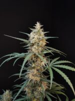 Chemdawg Auto - Image 5