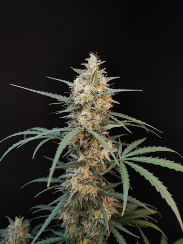 Chemdawg Auto - Image 5