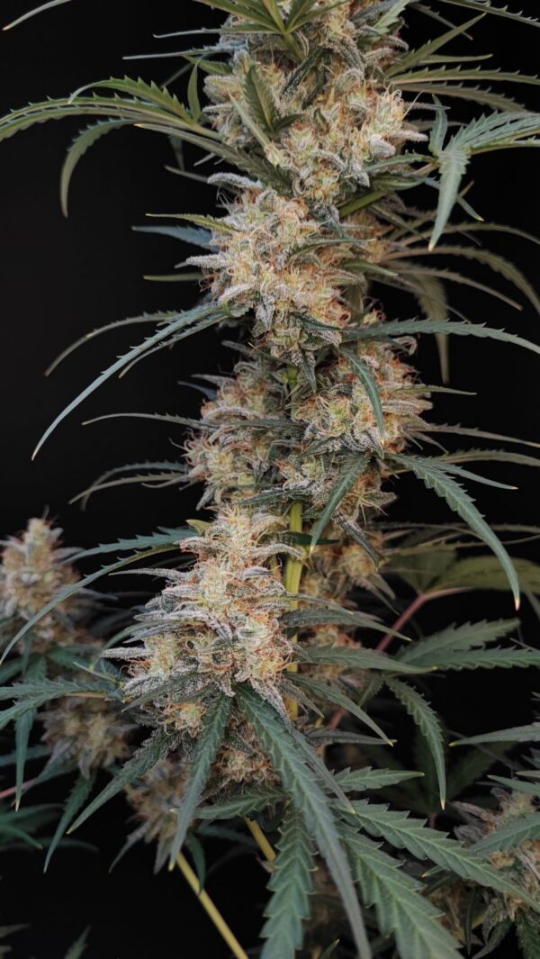 Chemdawg Auto - Image 6