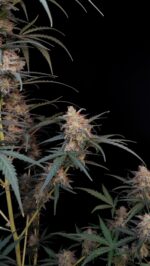 Chemdawg Auto - Image 7