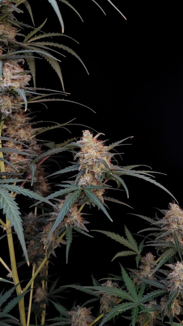 Chemdawg Auto - Image 7