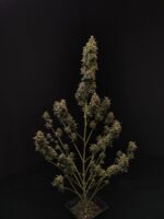 Chemdawg Auto - Image 8