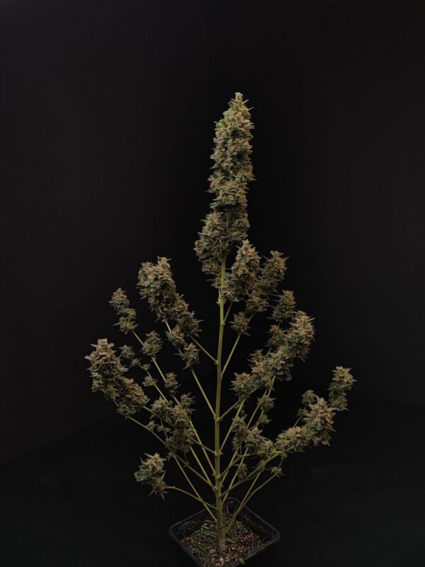Chemdawg Auto - Image 8