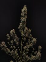 Chemdawg Auto - Image 9