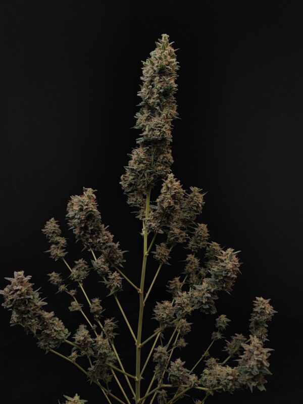 Chemdawg Auto - Image 9