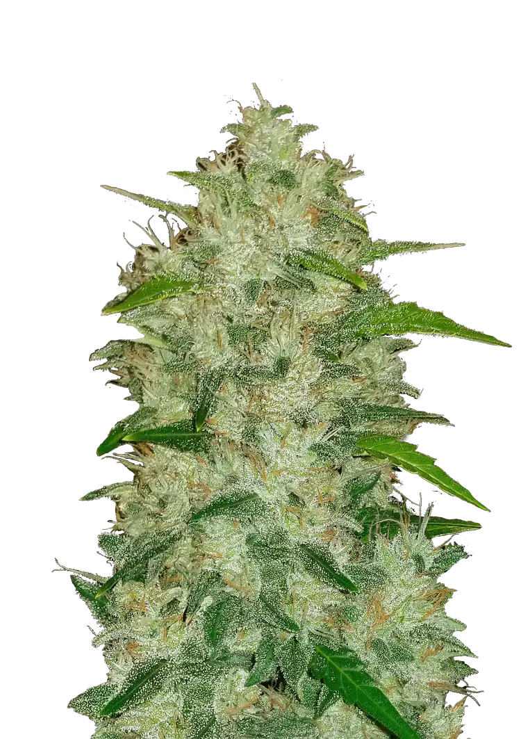 Chemdawg Auto™ cannabis plant by Fast Buds—compact and resin-rich with dense colas, glowing orange pistils, and a strong diesel-fuel and peppery aroma.