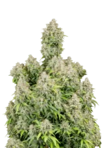 Cinderella Auto™ cannabis plant by Fast Buds—tall, resin-dense colas with dark-green buds and amber hairs, giving off tropical peach and pineapple aromas with a hint of pine.