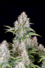 Cinderella Auto - Image 3