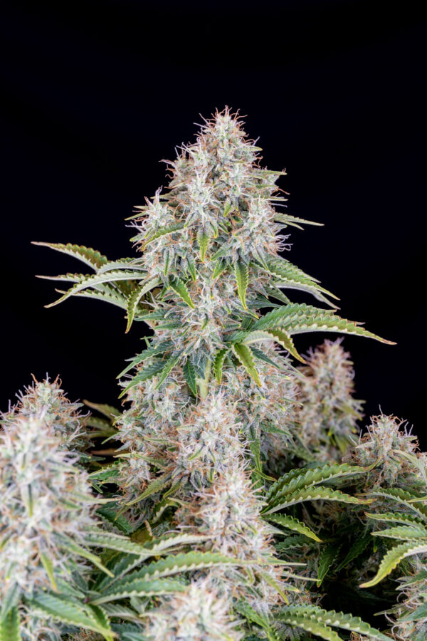 Cinderella Auto - Image 3
