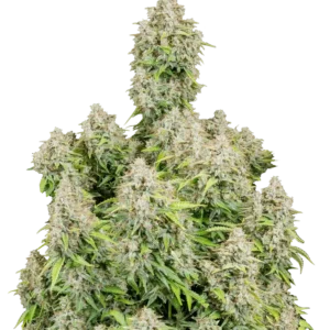 Cinderella Auto™ cannabis plant by Fast Buds—tall, resin-dense colas with dark-green buds and amber hairs, giving off tropical peach and pineapple aromas with a hint of pine.