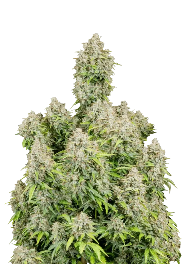 Cinderella Auto™ cannabis plant by Fast Buds—tall, resin-dense colas with dark-green buds and amber hairs, giving off tropical peach and pineapple aromas with a hint of pine.