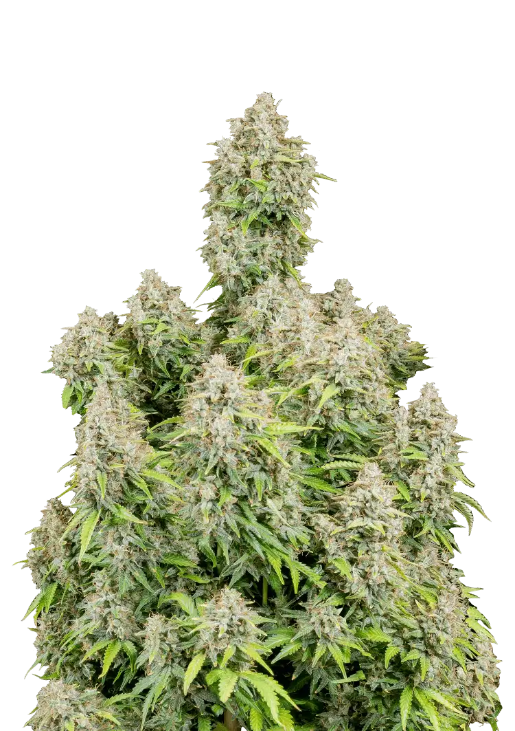 Cinderella Auto™ cannabis plant by Fast Buds—tall, resin-dense colas with dark-green buds and amber hairs, giving off tropical peach and pineapple aromas with a hint of pine.